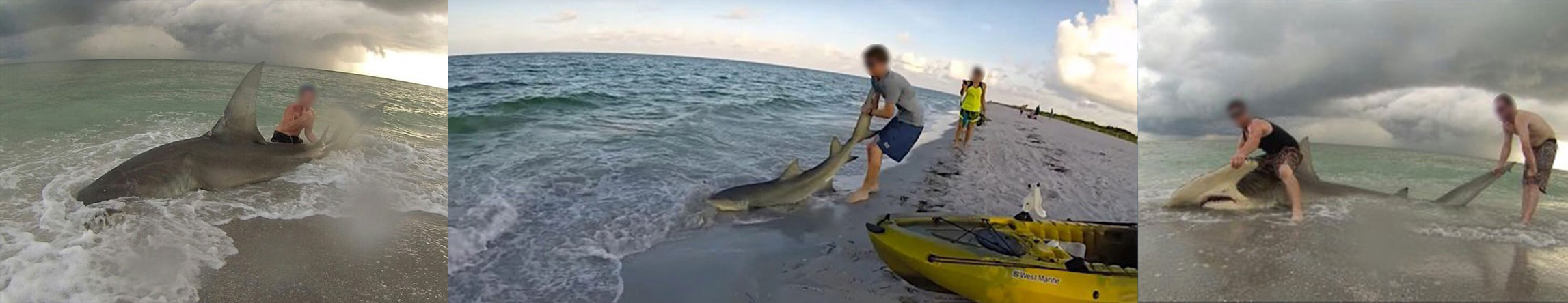 Do not pull sharks onto the beach
